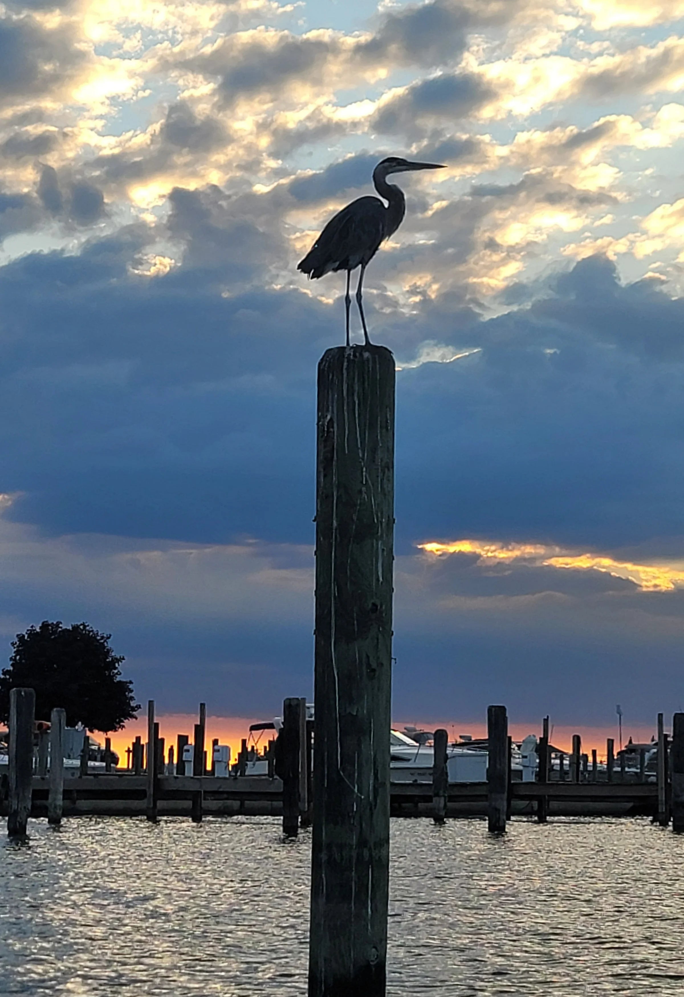 Heron of the Dawn